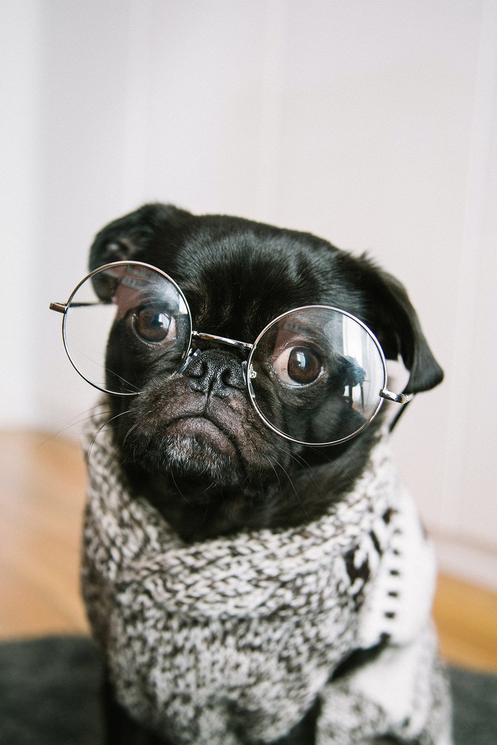 pug-3