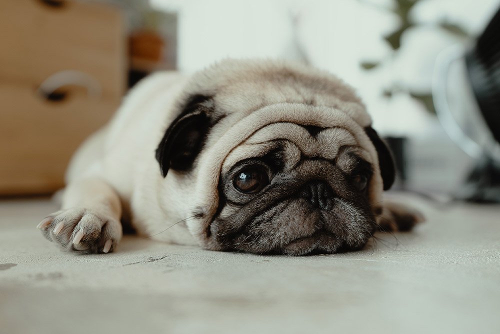 pug-5
