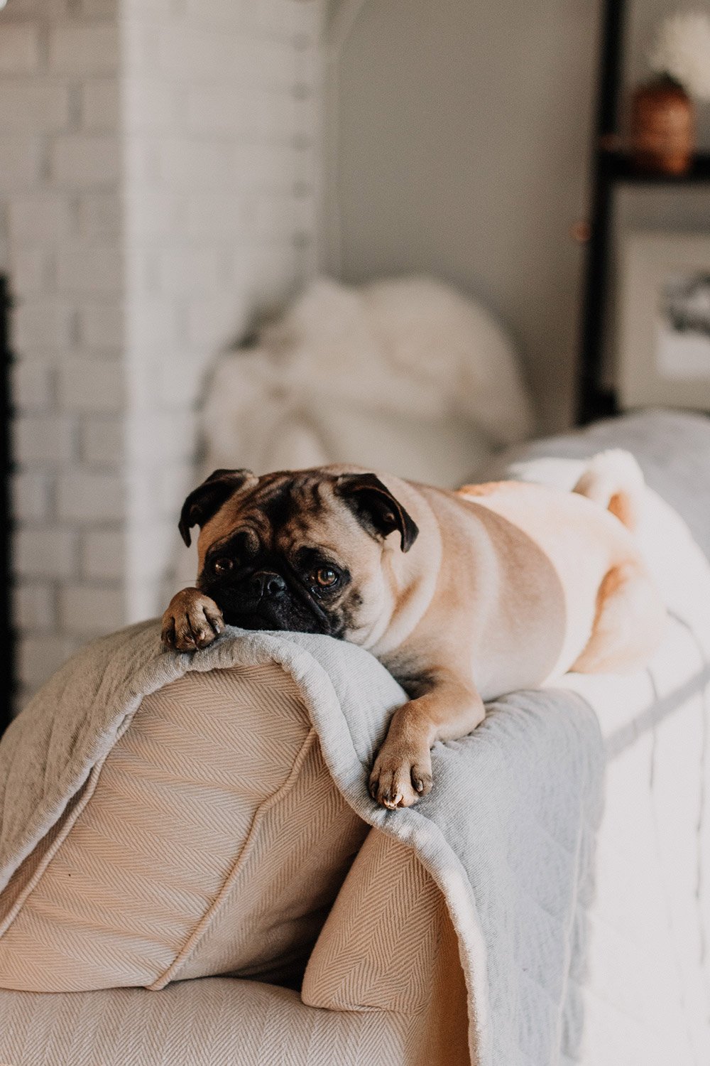 pug-6