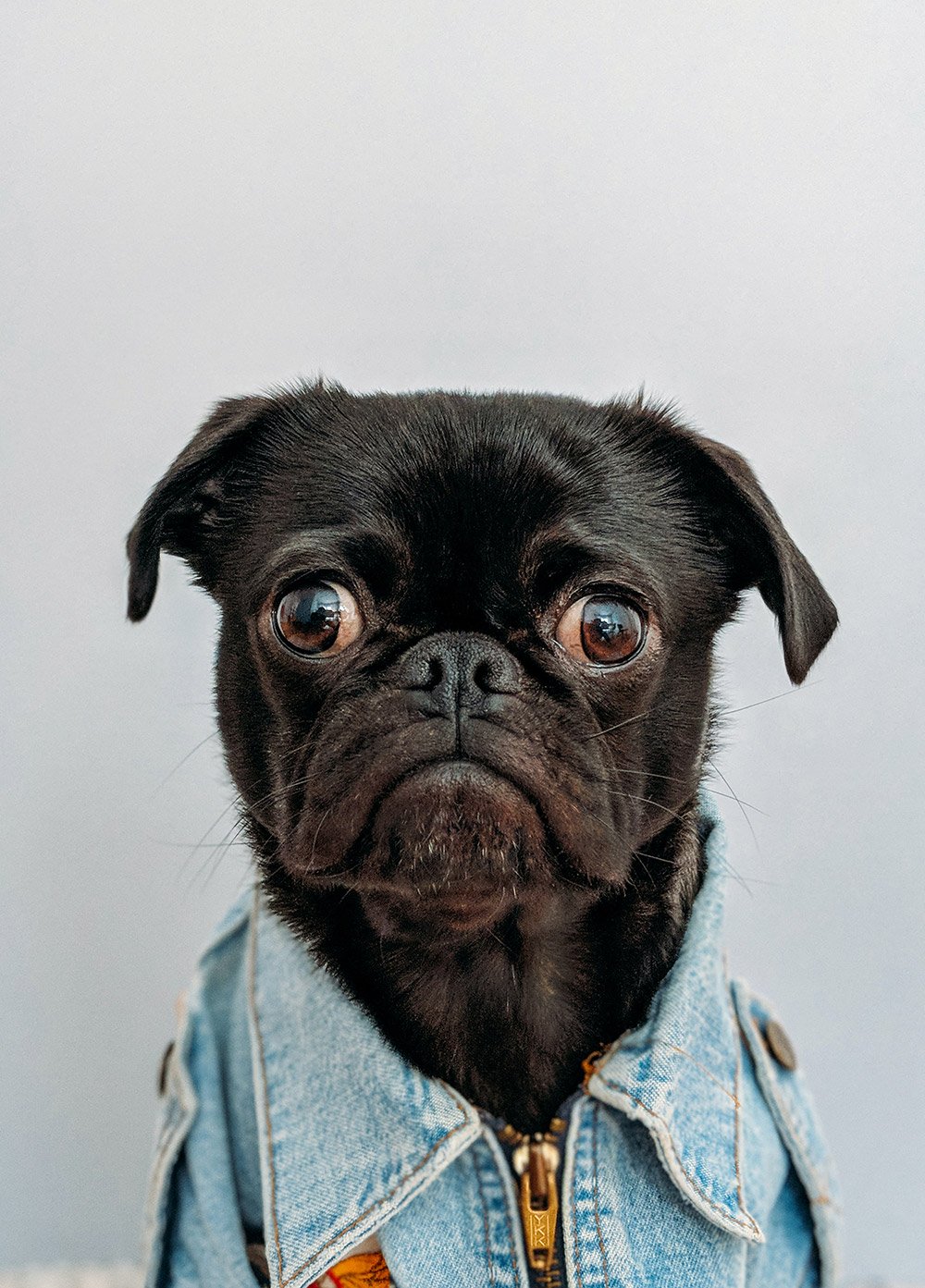 pug-9