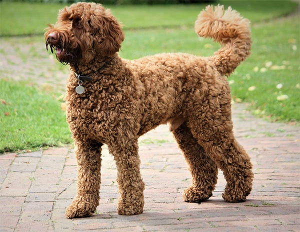 labradoodle