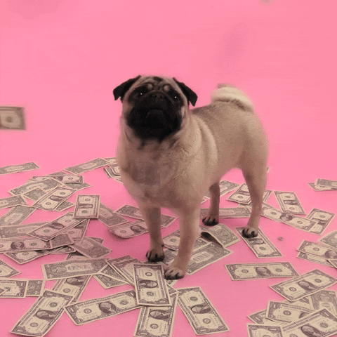 pug-make-it-rain